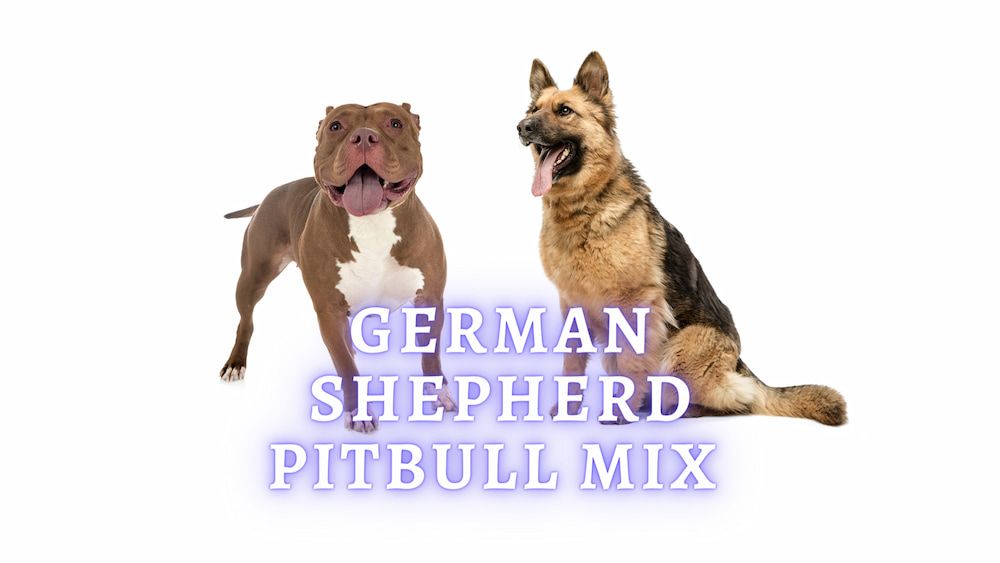 German Shepherd Pit Bull Mix: Breed Information, Traits & Facts