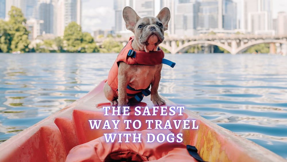 The Safest Ways to Travel with Dogs