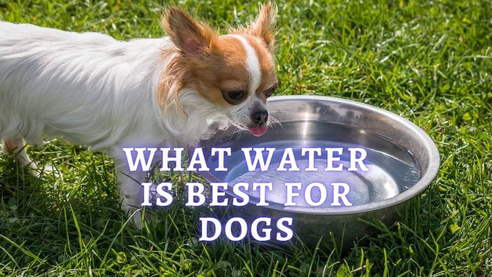 Filtered Water for Dogs: A Guide to Optimal Hydration and Health